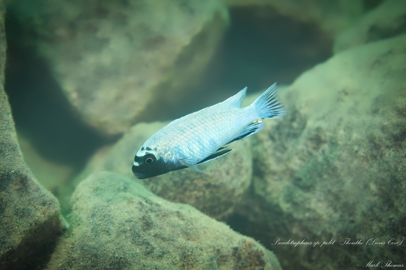 Pseudotropheus sp. 'polit' Lion's Cove